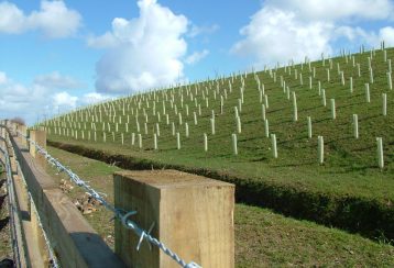tubex tree shelters at Goodstone protecting young saplings