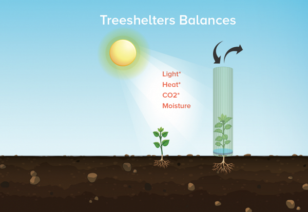 tubex diagram to show how tree shelters work