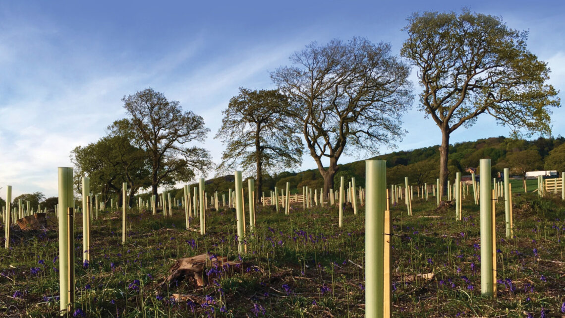 Image of Tubex tree shelters being used on tree saplings. Accompanying the tree planting advice blog by Tubex