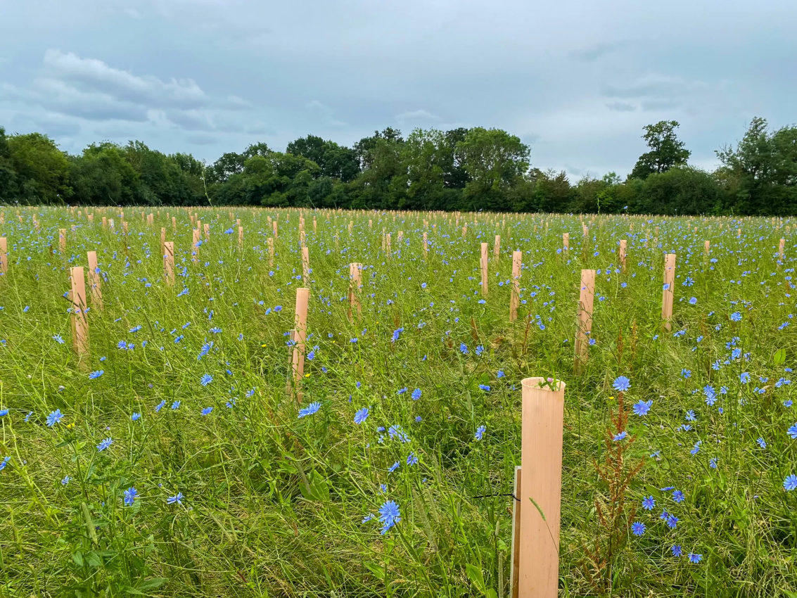 Tubex Nature shelters in the field